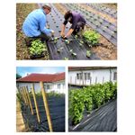 Casa si Gradina - Gradinarit si plante - Sere si solarii - Folie Agrotextil 1.85 x 50 ml - Infinity.ro