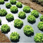 Casa si Gradina - Gradinarit si plante - Sere si solarii - Folie Mulcire Perforata Zig-Zag, 30 Microni, 1.2 x 500 ml - Infinity.ro