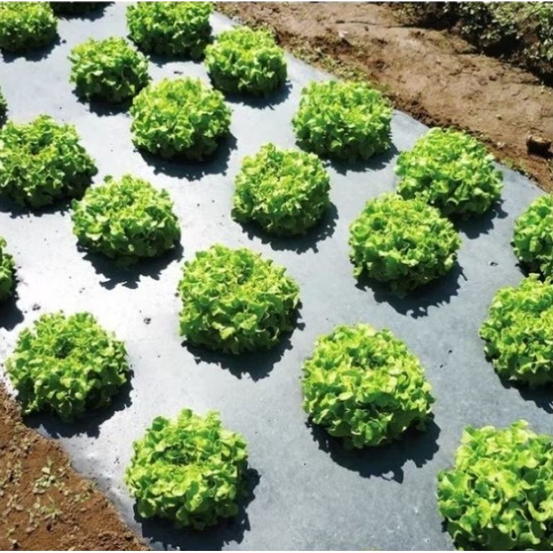 Casa si Gradina - Gradinarit si plante - Sere si solarii - Folie Mulcire Perforata Zig-Zag, 30 Microni, 1.2 x 500 ml - Infinity.ro