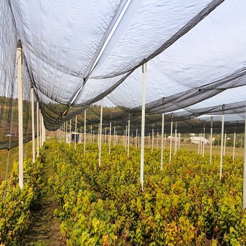 Casa si Gradina - Gradinarit si plante - Sere si solarii - Plasa protectie antigrindina 2x20 ml, 45 gr/m2 - Infinity.ro