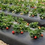 Casa si Gradina - Gradinarit si plante - Sere si solarii - Folie mulcire pentru capsuni perforata in zig-zag 50 microni  1.2m x 500m lungime - Infinity.ro