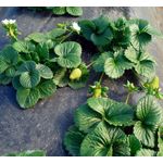 Casa si Gradina - Gradinarit si plante - Sere si solarii - Folie mulcire pentru capsuni perforata in zig-zag 50 microni  1.2m x 500m lungime - Infinity.ro