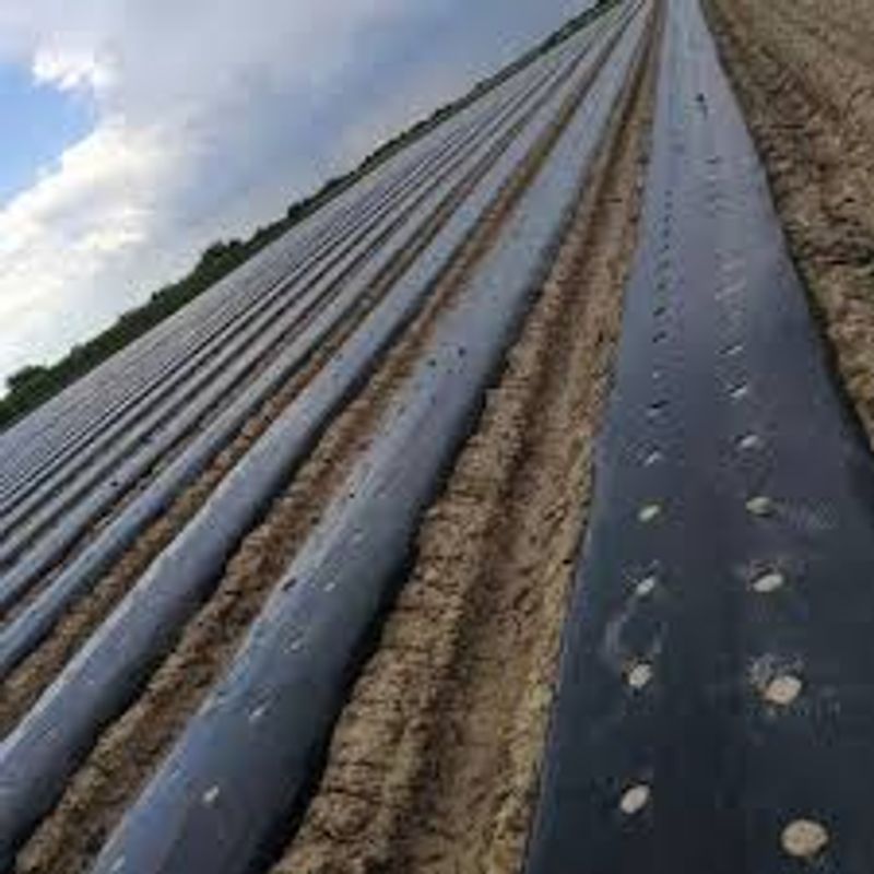 Casa si Gradina - Gradinarit si plante - Sere si solarii - Folie mulcire pentru capsuni perforata in zig-zag 50 microni  1.2m x 500m lungime - Infinity.ro