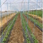 Casa si Gradina - Gradinarit si plante - Sere si solarii - Folie Mulcire 30 Microni Neperforata 1.4 x 500 ml - Infinity.ro