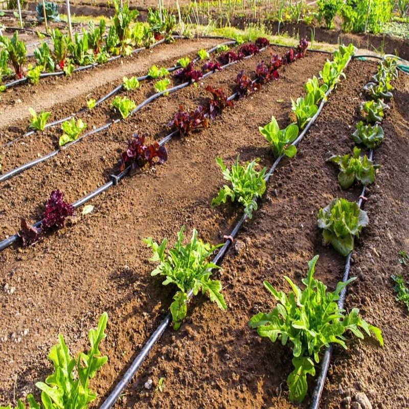 Casa si Gradina - Gradinarit si plante - Instalatii si accesorii pentru irigatii - Furtunuri de gradina si accesorii - Banda Picurare 6mil, 3000ml/rola, Distanta dintre picuratori 40cm - Infinity.ro