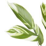 Casa si Gradina - Decoratiuni - Obiecte decorative - Plante artificiale - Planta artificiala Calathea 118 cm, cu frunze verzi variegate, aspect realist, pentru interior, ghiveci negru inclus - Infinity.ro