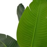 Casa si Gradina - Decoratiuni - Obiecte decorative - Plante artificiale - Planta artificiala Strelitzia 160 cm - Pasarea Paradisului - cu 10 frunze verzi cu detalii realiste, in ghiveci negru - Infinity.ro