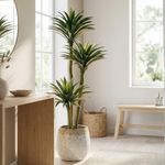 Casa si Gradina - Decoratiuni - Obiecte decorative - Plante artificiale - Planta artificiala Yucca 160 cm, cu frunze verzi si lungi, cu detalii realiste, pentru interior, ghiveci negru inclus - Infinity.ro