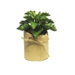 Casa si Gradina - Decoratiuni - Obiecte decorative - Plante artificiale - Planta artificiala Succulent Plant 13cm - Infinity.ro