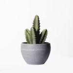 Casa si Gradina - Decoratiuni - Obiecte decorative - Plante artificiale - Planta artificiala Blue Candle Cactus 17cm - Infinity.ro