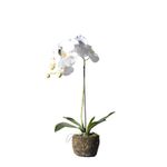 Casa si Gradina - Decoratiuni - Obiecte decorative - Plante artificiale - Planta artificiala Phalaenopsis Real Orchid 60cm - Infinity.ro