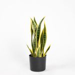 Casa si Gradina - Decoratiuni - Obiecte decorative - Plante artificiale - Planta artificiala Snake Trifasciata 45cm - Infinity.ro