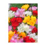 Casa si Gradina - Gradinarit si plante - Plante si ghivece - Bulbi, seminte si rasaduri - Bulbi Freesia Double Mixed, Frezia dubla mix, 10 bulbi, 5/6 N - Infinity.ro