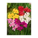 Casa si Gradina - Gradinarit si plante - Plante si ghivece - Bulbi, seminte si rasaduri - Bulbi Freesia Double Mixed, Frezia dubla mix, 10 bulbi, 5/6 N - Infinity.ro