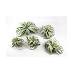 Casa si Gradina - Gradinarit si plante - Plante si ghivece - Bulbi, seminte si rasaduri - Planta aeriana, Tillandsia Xerographica, Mini mini, 8-10 cm - Infinity.ro