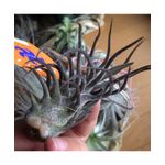 Casa si Gradina - Gradinarit si plante - Plante si ghivece - Bulbi, seminte si rasaduri - Planta aeriana Tillandsia Pruinosa Red - Infinity.ro