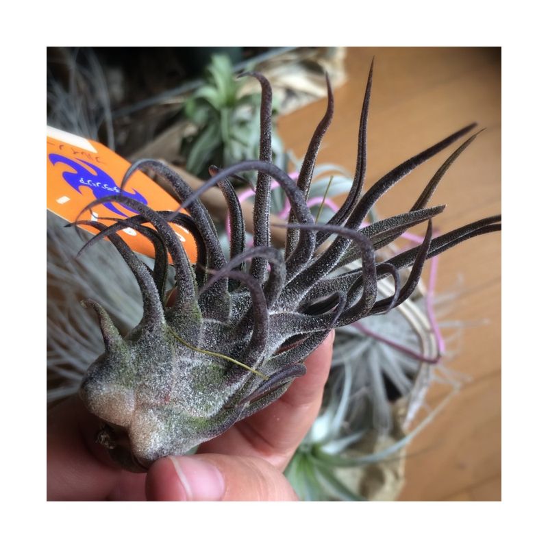 Casa si Gradina - Gradinarit si plante - Plante si ghivece - Bulbi, seminte si rasaduri - Planta aeriana Tillandsia Pruinosa Red - Infinity.ro