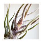 Casa si Gradina - Gradinarit si plante - Plante si ghivece - Bulbi, seminte si rasaduri - Planta aeriana Tillandsia Pruinosa Red - Infinity.ro