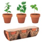 Casa si Gradina - Gradinarit si plante - Plante si ghivece - Ghivece si suporturi - Kit Gradinarit, 3 Ghivece de Teracota cu Seminte de Menta, Patrunjel, Busuioc, 6x19x5 cm - Infinity.ro
