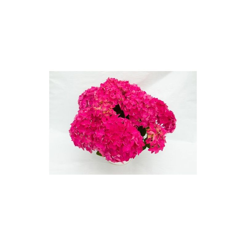 Casa si Gradina - Gradinarit si plante - Plante si ghivece - Plante in ghiveci - Planta la ghiveci, Hortensia, Hortensie Magenta Power, Ghiveci 13 cm - Infinity.ro