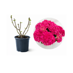 Casa si Gradina - Gradinarit si plante - Plante si ghivece - Plante in ghiveci - Planta la ghiveci, Hortensia, Hortensie Magenta Power, Ghiveci 13 cm - Infinity.ro