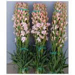 Casa si Gradina - Gradinarit si plante - Plante si ghivece - Bulbi, seminte si rasaduri - Bulbi Tuberoze Roz, 1 buc - Infinity.ro