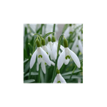 Casa si Gradina - Gradinarit si plante - Plante si ghivece - Bulbi, seminte si rasaduri - Bulbi Ghiocei Leucojum, Alb, 5 Bulbi - Infinity.ro