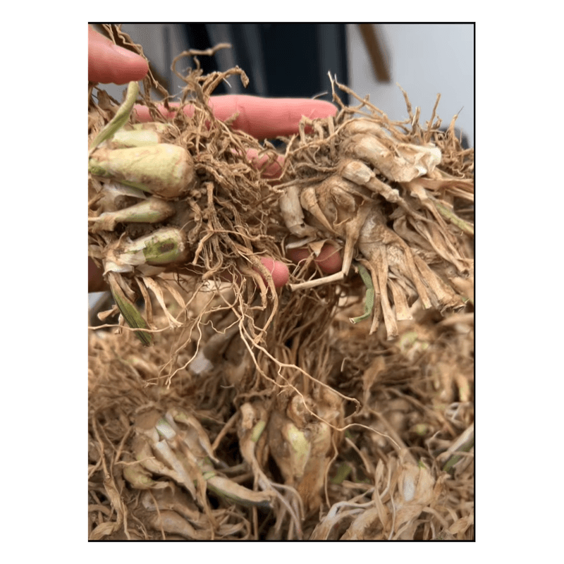 Casa si Gradina - Gradinarit si plante - Plante si ghivece - Bulbi, seminte si rasaduri - Bulbi Tuberoze Roz, 1 buc - Infinity.ro