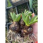 Casa si Gradina - Gradinarit si plante - Plante si ghivece - Plante in ghiveci - Pachet zambile la ghiveci inradacinate, mix culori, 4 ghivece, roz, albastru, alb, P10 - Infinity.ro