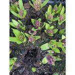 Casa si Gradina - Gradinarit si plante - Plante si ghivece - Plante in ghiveci - Pachet zambile la ghiveci inradacinate, mix culori, 4 ghivece, roz, albastru, alb, P10 - Infinity.ro