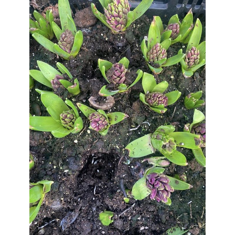 Casa si Gradina - Gradinarit si plante - Plante si ghivece - Plante in ghiveci - Pachet zambile la ghiveci inradacinate, mix culori, 4 ghivece, roz, albastru, alb, P10 - Infinity.ro