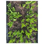 Casa si Gradina - Gradinarit si plante - Plante si ghivece - Plante in ghiveci - Pachet zambile la ghiveci inradacinate, mix culori, 4 ghivece, roz, albastru, alb, P10 - Infinity.ro