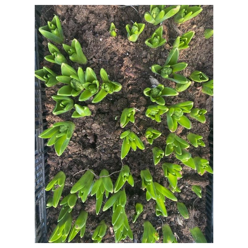 Casa si Gradina - Gradinarit si plante - Plante si ghivece - Plante in ghiveci - Pachet zambile la ghiveci inradacinate, mix culori, 4 ghivece, roz, albastru, alb, P10 - Infinity.ro