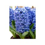 Casa si Gradina - Gradinarit si plante - Plante si ghivece - Plante in ghiveci - Pachet zambile la ghiveci inradacinate, mix culori, 4 ghivece, roz, albastru, alb, P10 - Infinity.ro