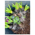 Casa si Gradina - Gradinarit si plante - Plante si ghivece - Plante in ghiveci - Pachet zambile la ghiveci inradacinate, mix culori, 4 ghivece, roz, albastru, alb, P10 - Infinity.ro