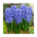 Casa si Gradina - Gradinarit si plante - Plante si ghivece - Plante in ghiveci - Pachet zambile la ghiveci inradacinate, mix culori, 4 ghivece, roz, albastru, alb, P10 - Infinity.ro