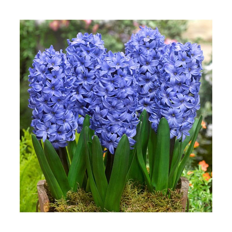 Casa si Gradina - Gradinarit si plante - Plante si ghivece - Plante in ghiveci - Pachet zambile la ghiveci inradacinate, mix culori, 4 ghivece, roz, albastru, alb, P10 - Infinity.ro