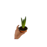 Casa si Gradina - Gradinarit si plante - Plante si ghivece - Plante in ghiveci - Pachet zambile la ghiveci inradacinate, mix culori, 4 ghivece, roz, albastru, alb, P10 - Infinity.ro