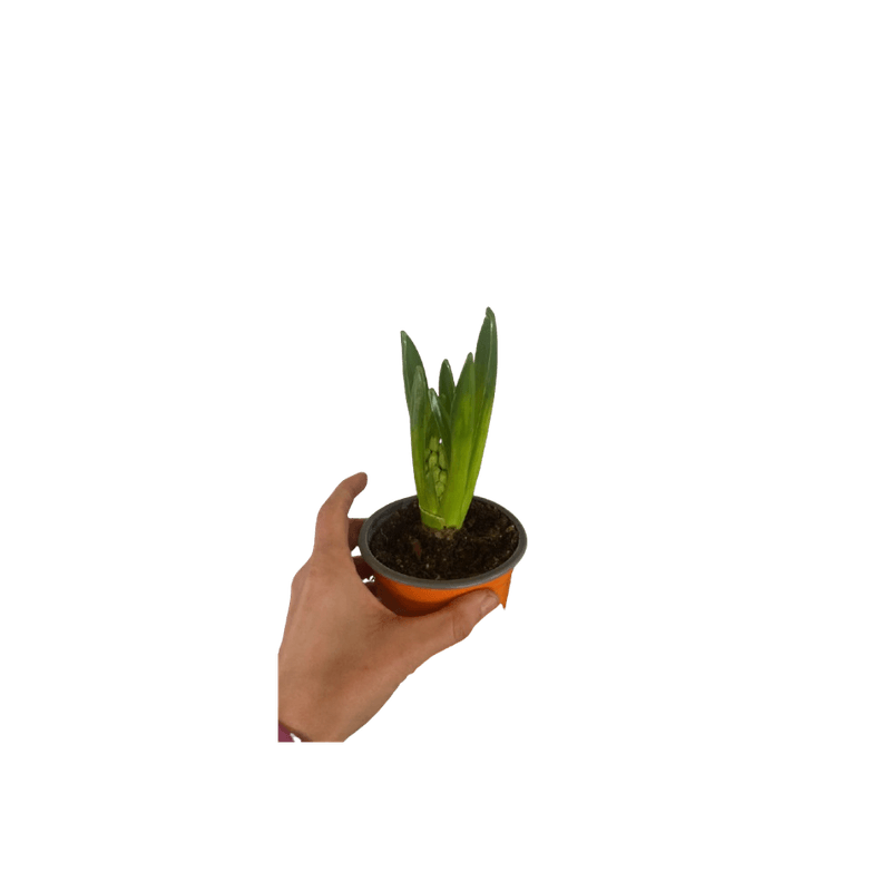 Casa si Gradina - Gradinarit si plante - Plante si ghivece - Plante in ghiveci - Pachet zambile la ghiveci inradacinate, mix culori, 4 ghivece, roz, albastru, alb, P10 - Infinity.ro