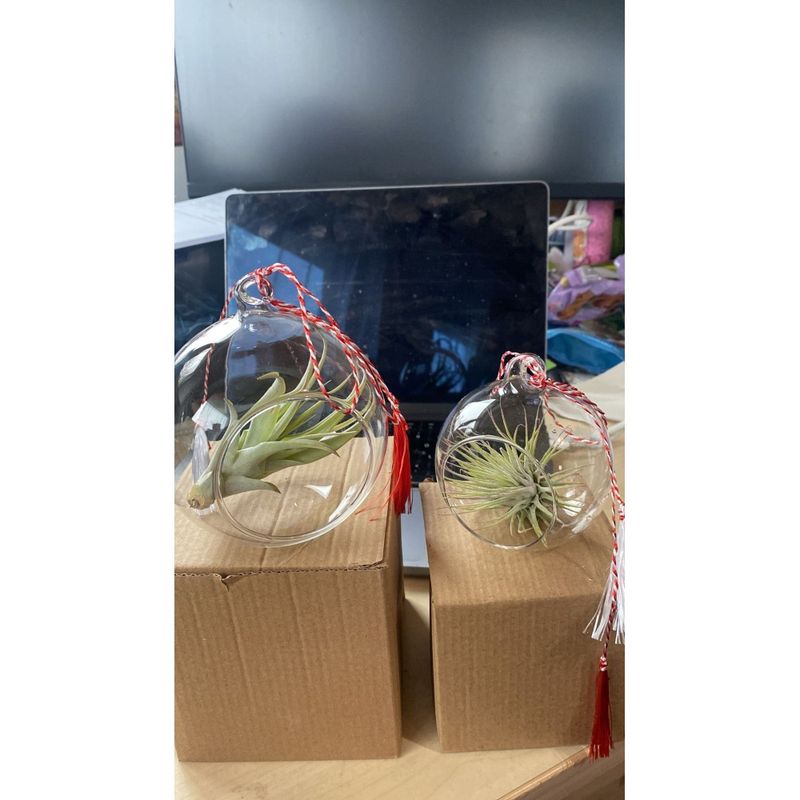 Casa si Gradina - Gradinarit si plante - Plante si ghivece - Plante in ghiveci - Terariu mic - 10cm din sticla, 1 planta aeriena Tillandsia - Infinity.ro
