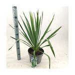 Casa si Gradina - Gradinarit si plante - Plante si ghivece - Plante in ghiveci - Planta perena, Yuca Filamentosa, ghiveci P14 - Infinity.ro