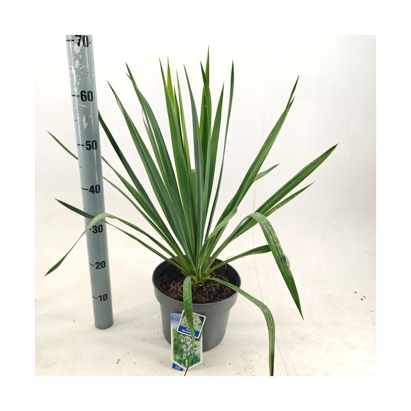 Casa si Gradina - Gradinarit si plante - Plante si ghivece - Plante in ghiveci - Planta perena, Yuca Filamentosa, ghiveci P14 - Infinity.ro