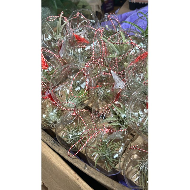 Casa si Gradina - Gradinarit si plante - Plante si ghivece - Plante in ghiveci - Terariu mic - 10cm din sticla, 1 planta aeriena Tillandsia - Infinity.ro