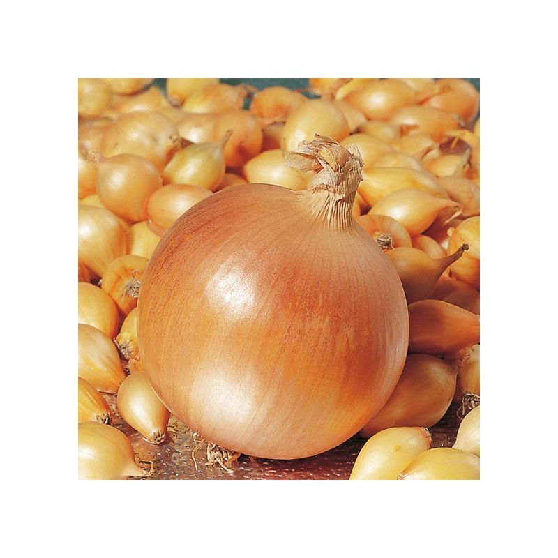 Casa si Gradina - Gradinarit si plante - Plante si ghivece - Bulbi, seminte si rasaduri - Bulbi Ceapa/Arpagic galben 'Stuttgarter Riessen', 1kg - Infinity.ro