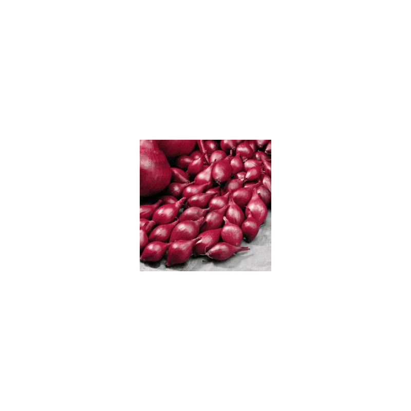 Casa si Gradina - Gradinarit si plante - Plante si ghivece - Bulbi, seminte si rasaduri - Bulbi Ceapa/Arpagic rosu 'Red Karmen', 1kg - Infinity.ro