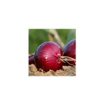 Casa si Gradina - Gradinarit si plante - Plante si ghivece - Bulbi, seminte si rasaduri - Bulbi Ceapa/Arpagic rosu 'Red Karmen', 1kg - Infinity.ro