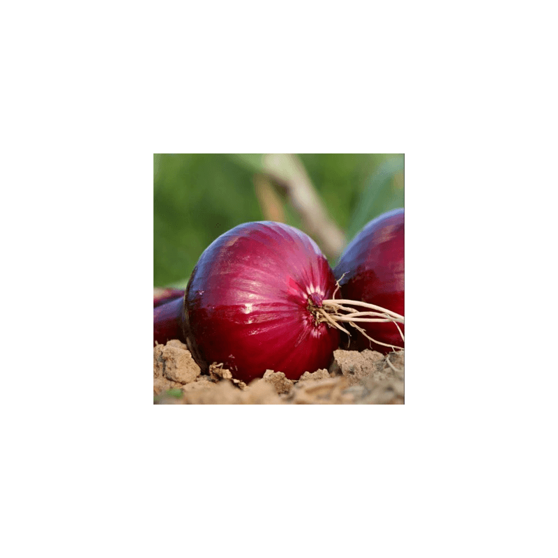 Casa si Gradina - Gradinarit si plante - Plante si ghivece - Bulbi, seminte si rasaduri - Bulbi Ceapa/Arpagic rosu 'Red Karmen', 1kg - Infinity.ro