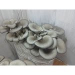 Casa si Gradina - Gradinarit si plante - Plante si ghivece - Bulbi, seminte si rasaduri - Saculeti gata pregitiți, inoculați cu Miceliu Pleurotus (Burete) - Infinity.ro