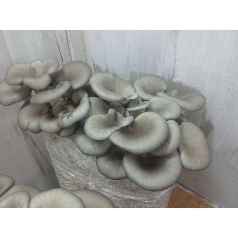 Casa si Gradina - Gradinarit si plante - Plante si ghivece - Bulbi, seminte si rasaduri - Saculeti gata pregitiți, inoculați cu Miceliu Pleurotus (Burete) - Infinity.ro