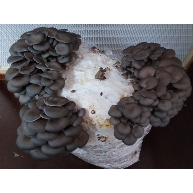 Casa si Gradina - Gradinarit si plante - Plante si ghivece - Bulbi, seminte si rasaduri - Saculeti gata pregitiți, inoculați cu Miceliu Pleurotus (Burete) - Infinity.ro